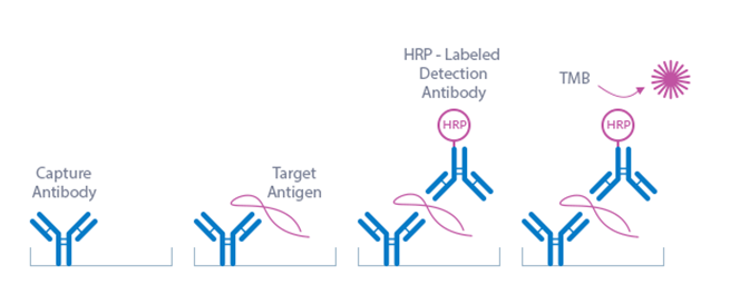 NT-proBNP ELISA Assay Principle