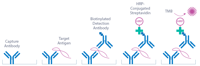 Human Periostin ELISA kit assay priniciple