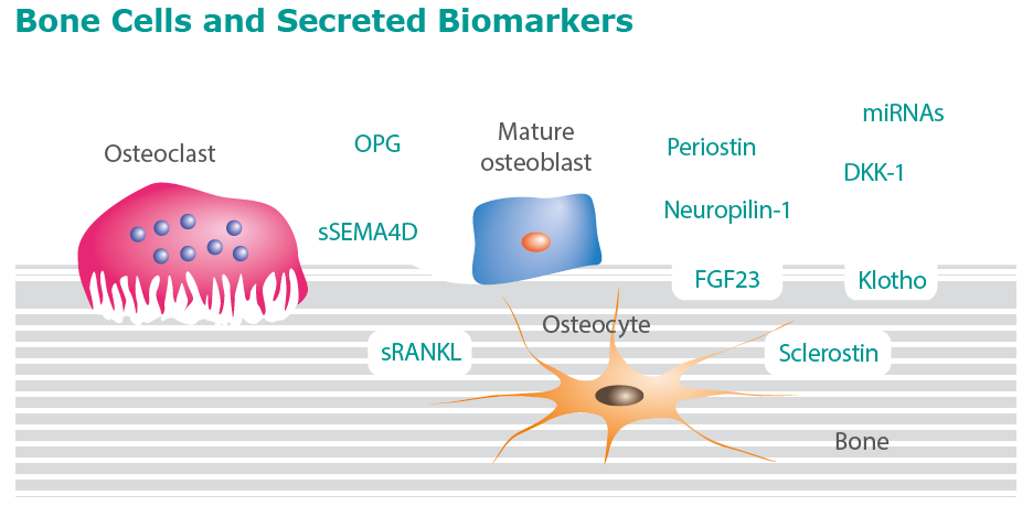 Bone biomarkers
