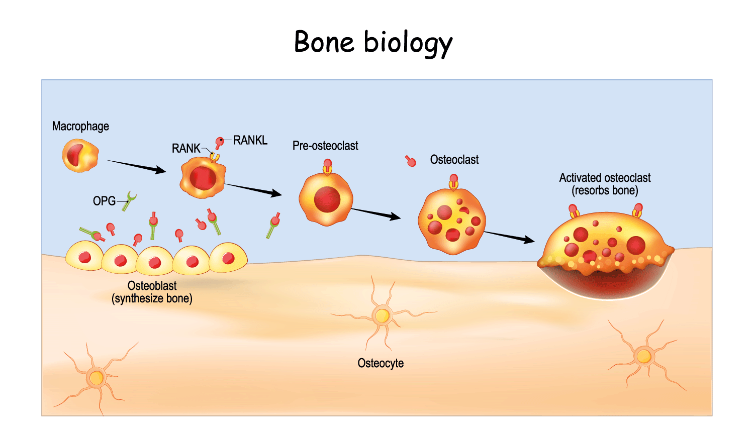 Bone biology- cancer and bone